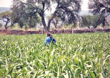 Productores esperan buena cosecha