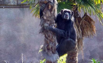 Así fue la vida de Tamba, el chimpancé chimuelo