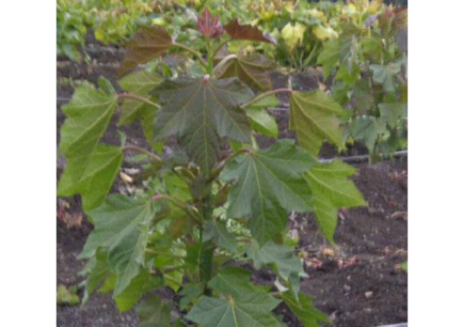 Crearán biodiésel a base de una planta