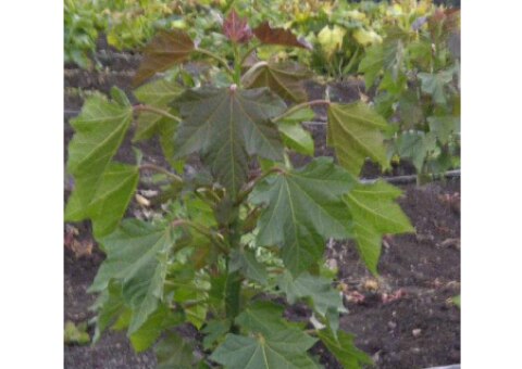 Crearán biodiésel a base de una planta