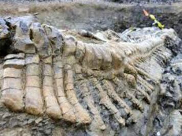 Restos de mamut sin rescatar