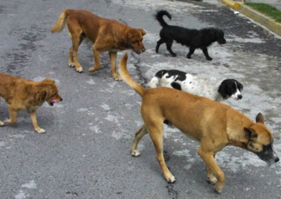 Muere atacada por perros en SJR