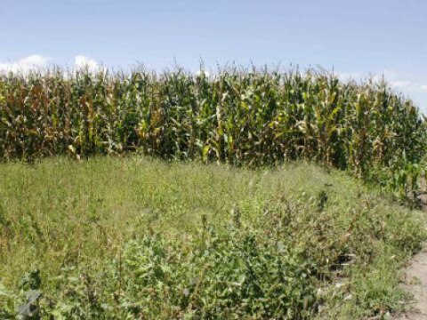 Controlan plagas en campo sanjuanense