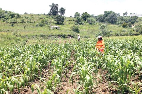 Apoyan al sector agrario con 23 mdp