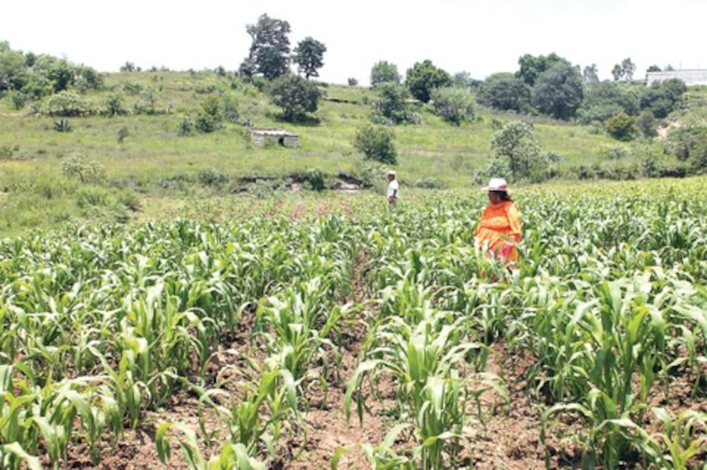 Apoyan al sector agrario con 23 mdp