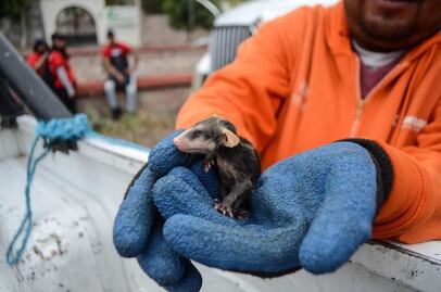 Rescatan tlacuachitos en operativo de limpieza en Querétaro
