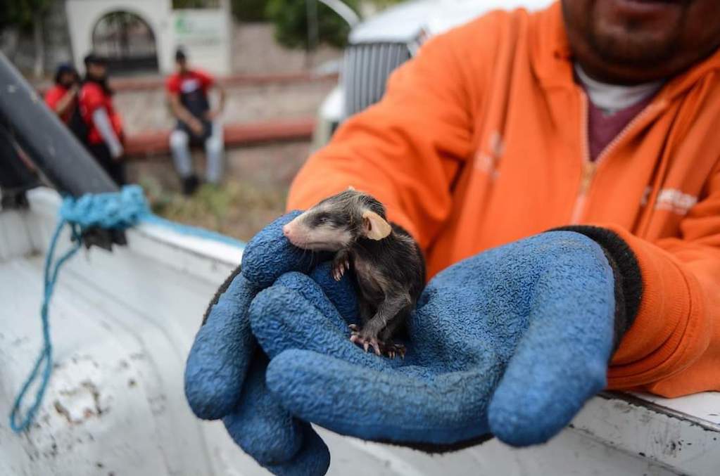 Rescatan tlacuachitos en operativo de limpieza en Querétaro