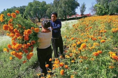 Impregna aroma de cempasúchil altares queretanos