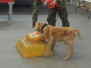 Encuentran 260 gr. de cristal en el AIQ