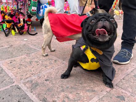 Los pugs invaden otra vez Querétaro; celebran la pugmanía 