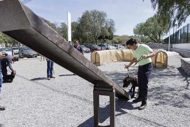 Corregidora va por más protección para animales