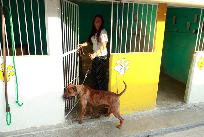 Buscan unidad móvil de esterilización para animales
