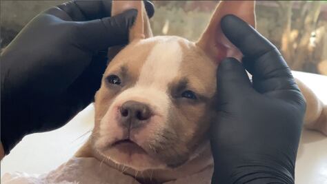 Video. Querétaro prohibiría la mutilación de orejas y cola de los perros