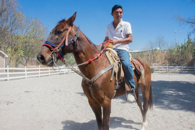 Caballos, una opción para salir de la adicción