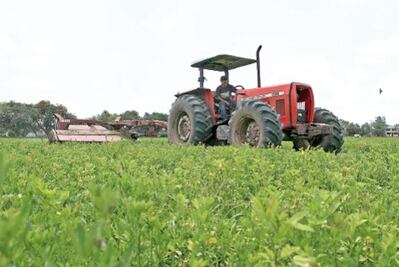 Prevén buena siembra en 2015