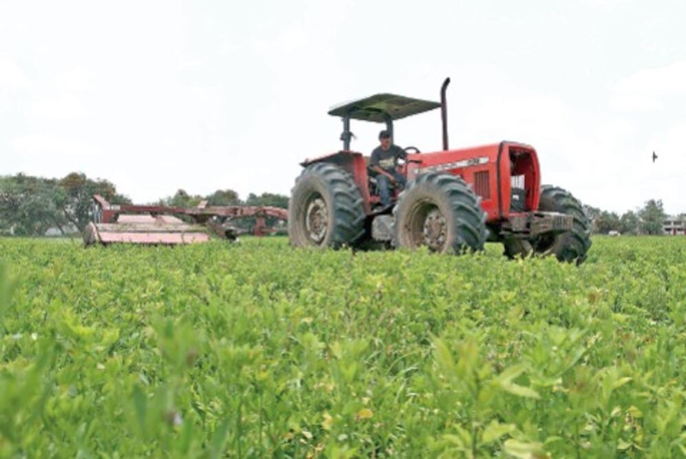 Prevén buena siembra en 2015