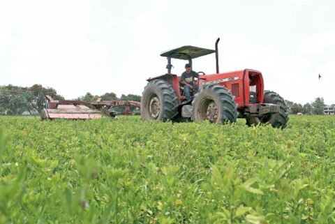 Prevén buena siembra en 2015