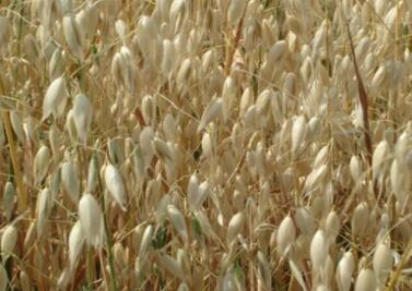 Disminuye precios de granos