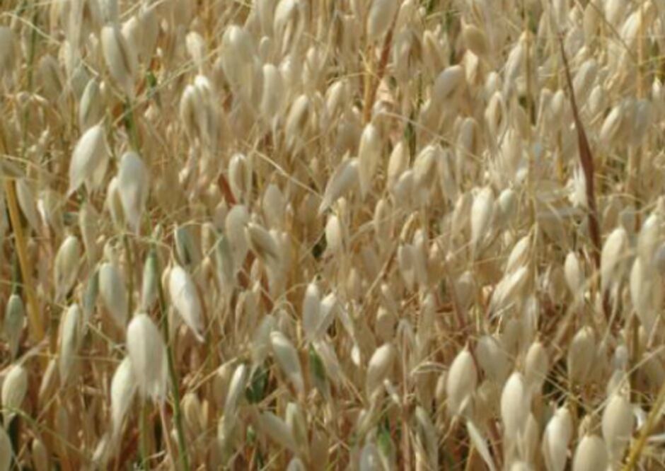 Disminuye precios de granos