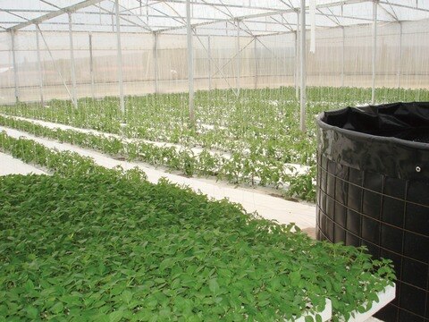 Lluvias no afectan siembras, afirman