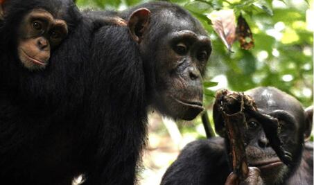 Simios también hacen la guerra   