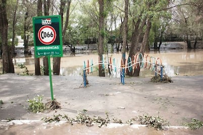 ONG alerta sobre muerte de árboles