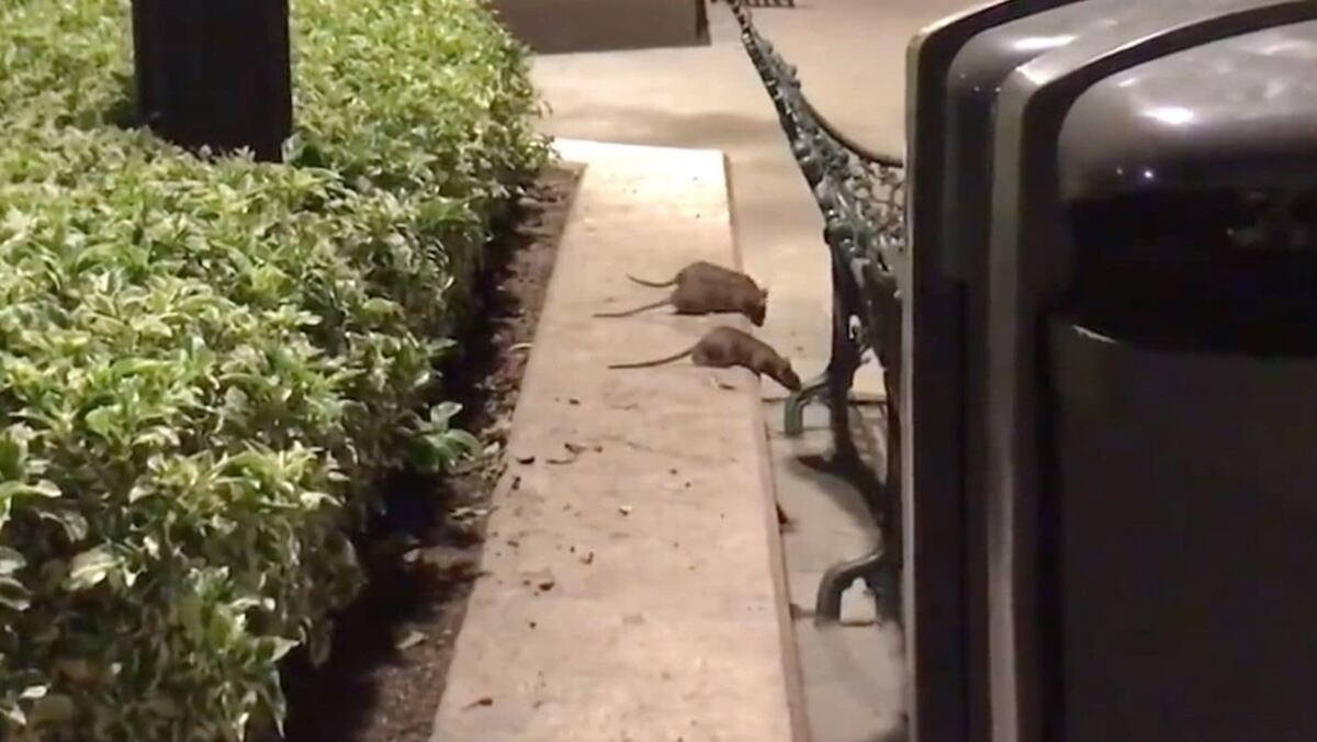 Mantienen las trampas para ratas en el centro