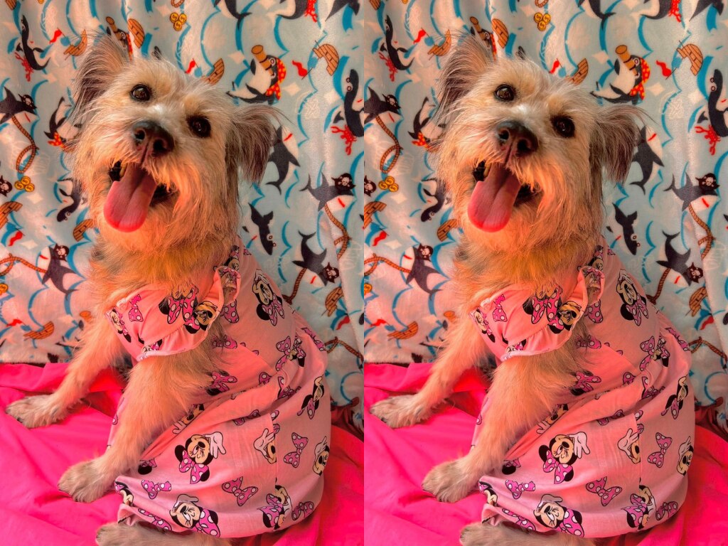 La perrita Samantha busca hogar en Querétaro