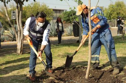 Hay 98 mil árboles más en el municipio de Querétaro 
