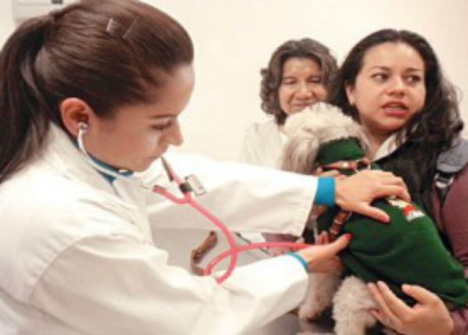 Veterinarios aconsejan medicina preventiva