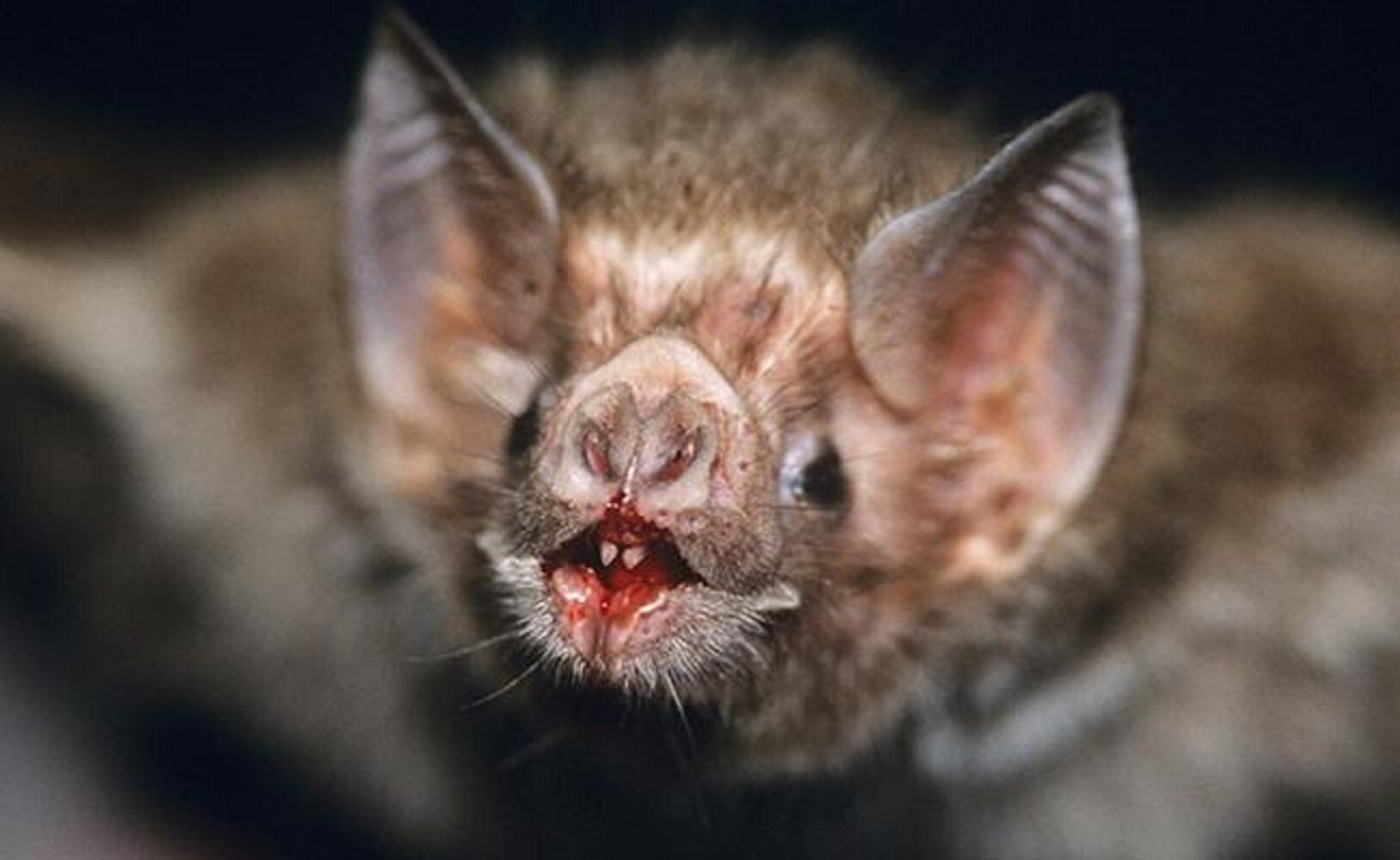 El murciélago vampiro común vive en partes de México, Centroamérica y Sudamérica. Se alimenta de la sangre del ganado y los caballos. (FOTO: Especial)