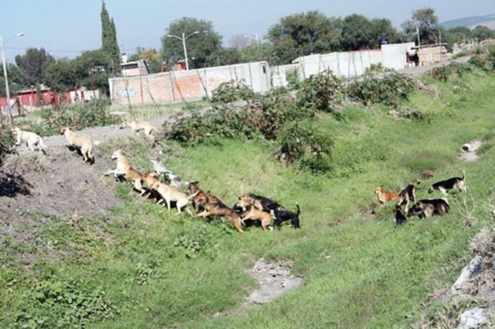 San Juan, sin crematorio para animales callejeros