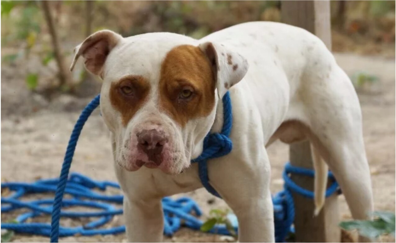 Muere niño de 9 años tras ser atacado por perros en Brasil