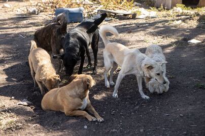 Lomitos quedan abandonados, tras peregrinación a Basílica de Soriano