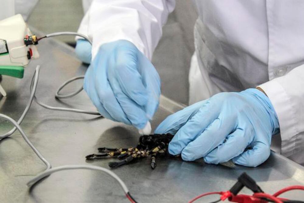 Investigadores de la Universidad Autónoma de Querétaro aseguran que el usos de veneno de tarántula, traerá beneficios médicos (FOTO ESPECIAL)