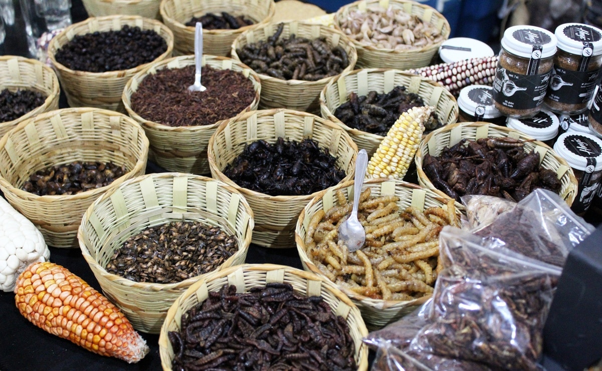 ¿Qué insectos se comen en Querétaro y cómo se preparan?