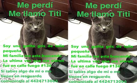 Buscan a la gatita Titi en Querétaro; se perdió en la colonia Satélite 