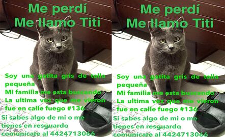 Buscan a la gatita Titi en Querétaro; se perdió en la colonia Satélite