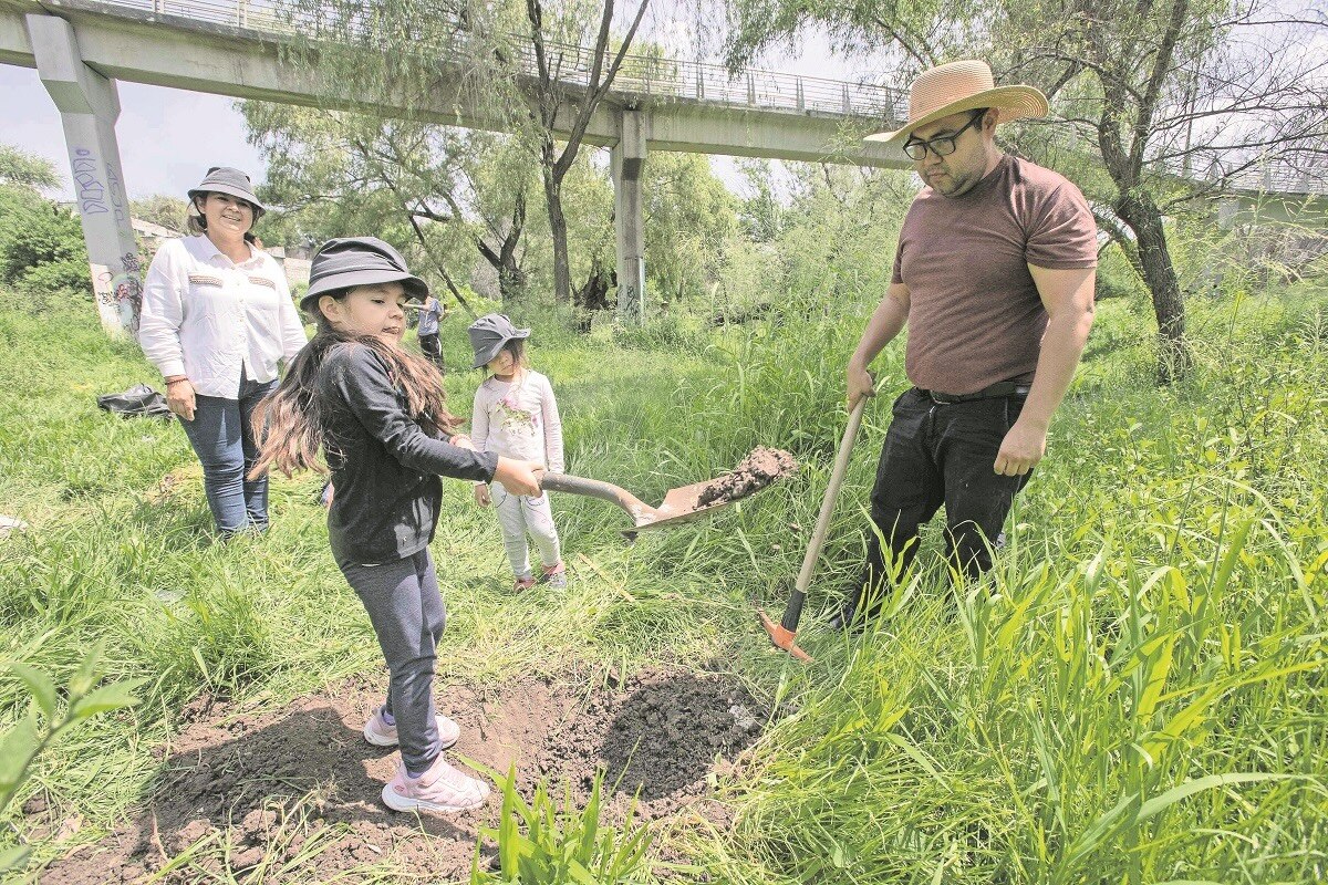 Buscan dar vida al río El Pueblito con plantas endémicas