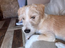Buscan al perrito Lucky en Querétaro; se perdió en Desarrollo San Pablo