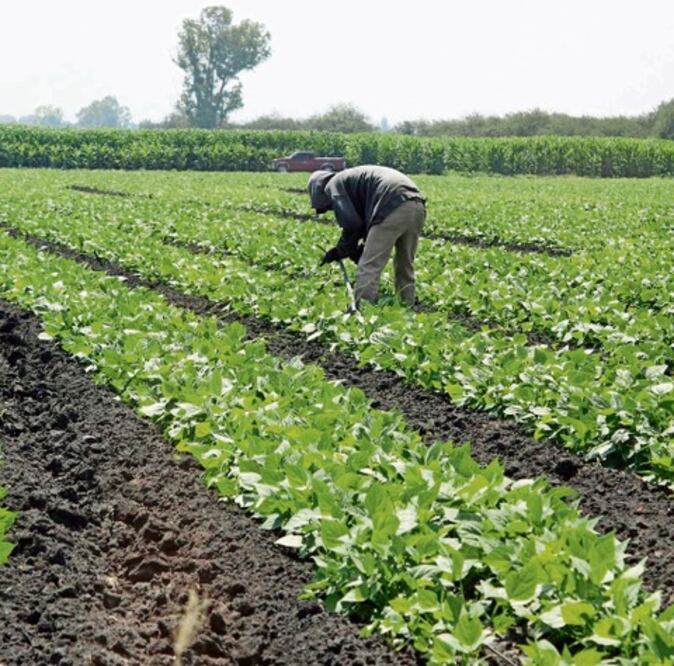 Tecnificada, 30% del área agrícola