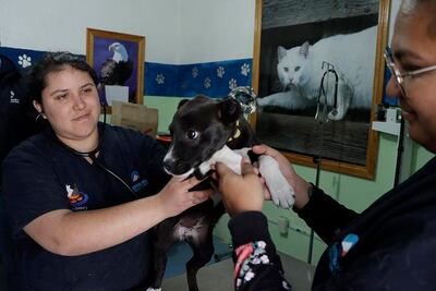 Llaman a esterilizar y adoptar mascotas