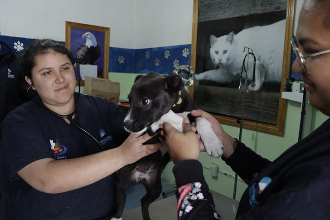 Llaman a esterilizar y adoptar mascotas