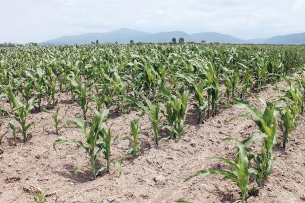 Apoyan con recursos al campo