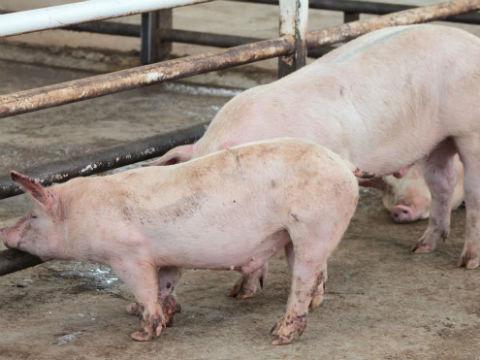 Descartan reducir tasas arancelarias