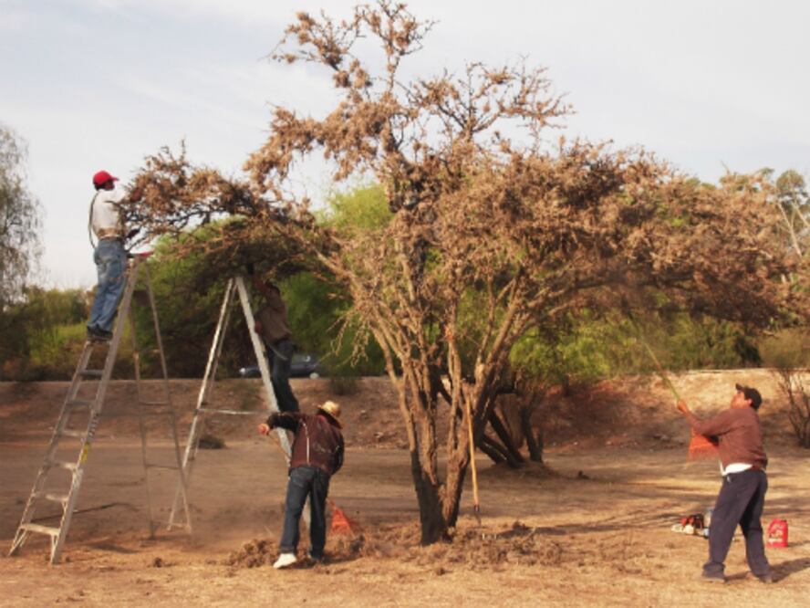 Limpian árboles de plaga