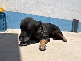 Mantiene IMPA atención permanente al perrito afectado por gusano barrenador