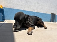 Mantiene IMPA atención permanente al perrito afectado por gusano barrenador