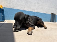 Mantiene IMPA atención permanente al perrito afectado por gusano barrenador