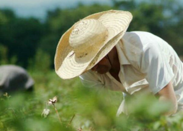 Garantiza siembra a agricultores